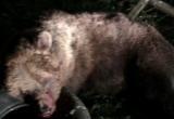 Медведь убит прямо у жилых домов в Цигломени (ФОТО) 