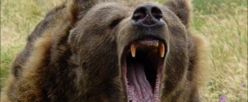 За 600 км от Коряжмы медведь прибил и подрал охотника - труп нашли через три дня 