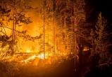В Архангельской области в этом году стало втрое меньше лесных пожаров