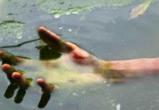 В Вельском районе 2-летний ребенок утонул в неглубоком пруду для полива огорода