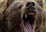 За 600 км от Коряжмы медведь прибил и подрал охотника - труп нашли через три дня 