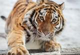 В России 13 видам животных грозит полное исчезновение
