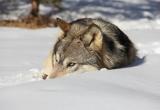 Больше ста волков стали добычей охотников Поморья с начала осеннего сезона