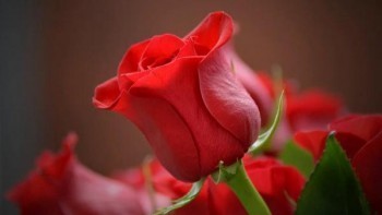 Опасный западный «гость» размером в один миллиметр найден в розах, завезенных в Поморье