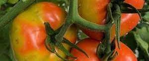 В Астраханской области выявили крупную партию томатов, инфицированных опасным вирусом