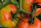 В Астраханской области выявили крупную партию томатов, инфицированных опасным вирусом