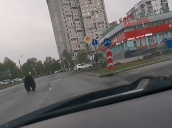  По улицам Северодвинска гуляет медведь (ФОТО)