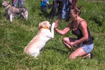 В Коряжме на летней лужайке встретились «Солнечные псы»