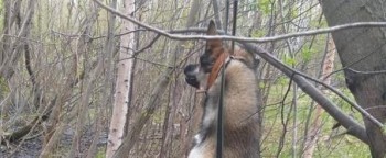 В Северодвинске осудят живодера, повесившего собаку в заводском парке