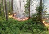 За минувшие сутки в Поморье произошло 11 лесных пожаров