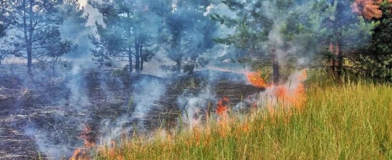 В Архангельской области с начала года выгорело 2,5 тысяч гектаров леса