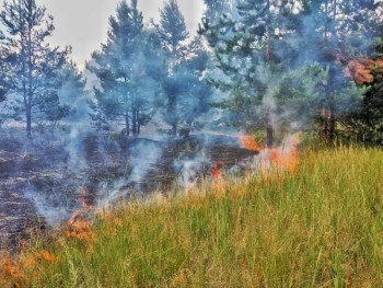 В Архангельской области с начала года выгорело 2,5 тысяч гектаров леса