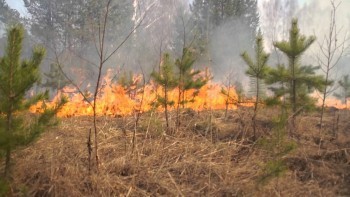 117 лесных пожаров произошло в Архангельской области с начала года