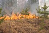 117 лесных пожаров произошло в Архангельской области с начала года