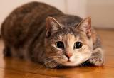 Кошка стала самым популярным домашним питомцем у россиян