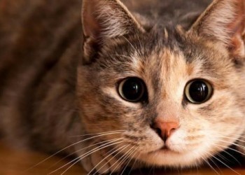 Кошка стала самым популярным домашним питомцем у россиян