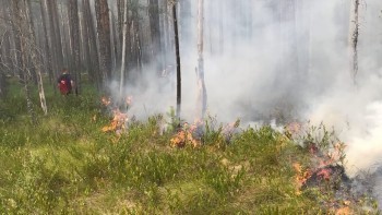 В лесу под Коряжмой произошел пожар