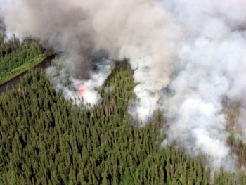 В Котласском районе ликвидирован еще один лесной пожар