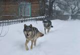 В Архангельской области старая волчица едва не загрызла пенсионерку