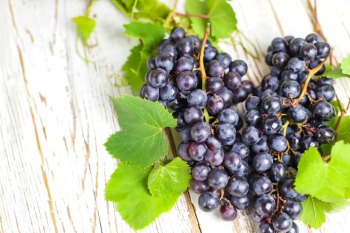 Архангельское чудо: Как на севере России вырастить виноград, сравнимый с южным