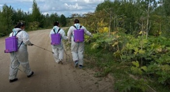 В Коношском районе Архангельской области жители объединились для борьбы с борщевиком