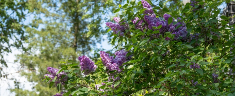 Фото: Коряжма-поиск