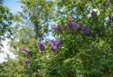 Фото: Коряжма-поиск