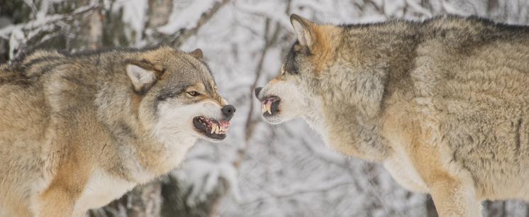 Фото: Пресс-служба МК