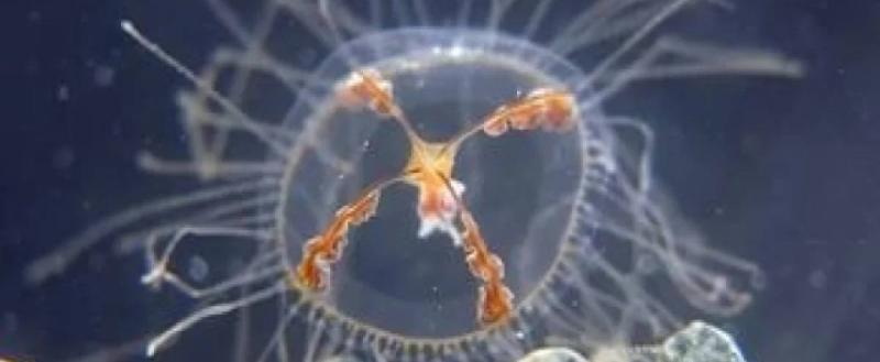 Фото: Пресс-служба Дальневосточного регионального центра МЧС РФ