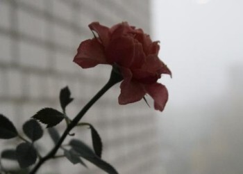 Почему россиянки продолжают выбирать «плохих парней»: исследование дейтинг-сервиса