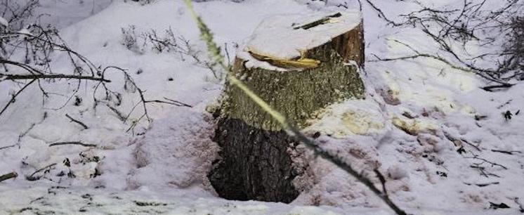 Фото: СУ СК России по Архангельской области и НАО
