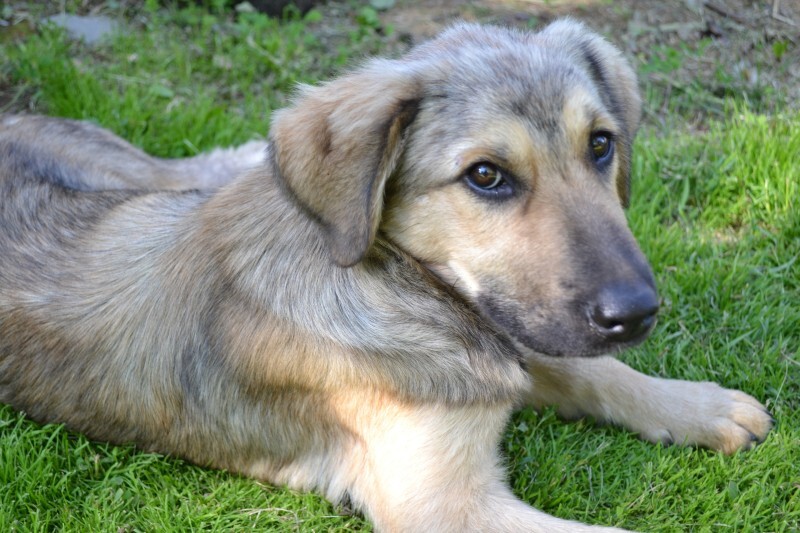 Собачья стая спасена из подвала на Тимме