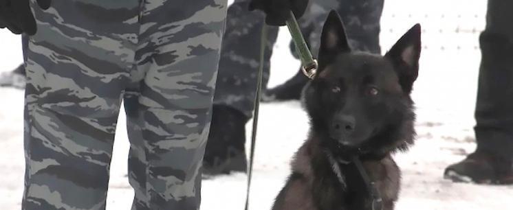 Фото: Пресс-служба УМВД России по Архангельской области