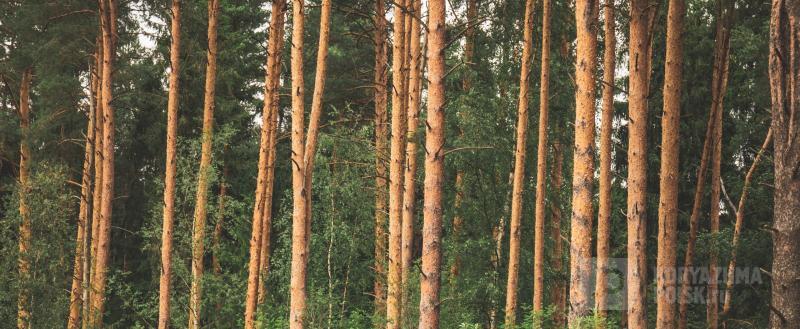 Фото: коммуникационное агентство Медиа консалт