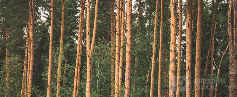 Фото: коммуникационное агентство Медиа консалт