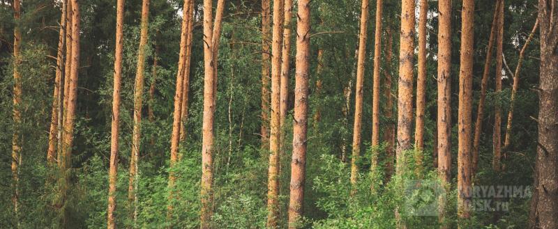 Фото: Коммуникационное агентство Медиа консалт