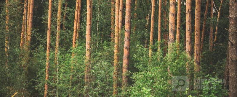 Фото: Коммуникационное агентство Медиа консалт