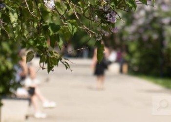 В Архангельске на месте цирка откроют новый бассейн с парковкой на 200 мест