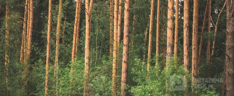 Фото: Коммуникационное агентство Медиа консалт