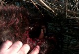 Медведь убит прямо у жилых домов в Цигломени (ФОТО) 