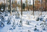 зимний лес (лыжная трасса Коряжма - Черёмуха)