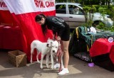 Яркое и многообразное «Летнее созвездие»: в Коряжме состоялась традиционная выставка собак