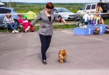 Яркое и многообразное «Летнее созвездие»: в Коряжме состоялась традиционная выставка собак