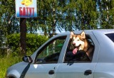 В Коряжме на летней лужайке встретились «Солнечные псы»