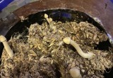 Житель Поморья выращивал галлюциногенные грибы в собственной квартире