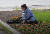 Город в цвету: в Северодвинске высадят более 70 тысяч цветов — лето начнётся ярко!